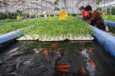 三農|五種新型水產養殖模式 你適合哪個?