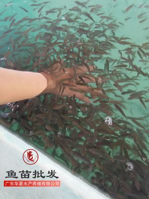 遵義丁桂魚苗多少錢一尾/丁桂魚苗哪里有批發